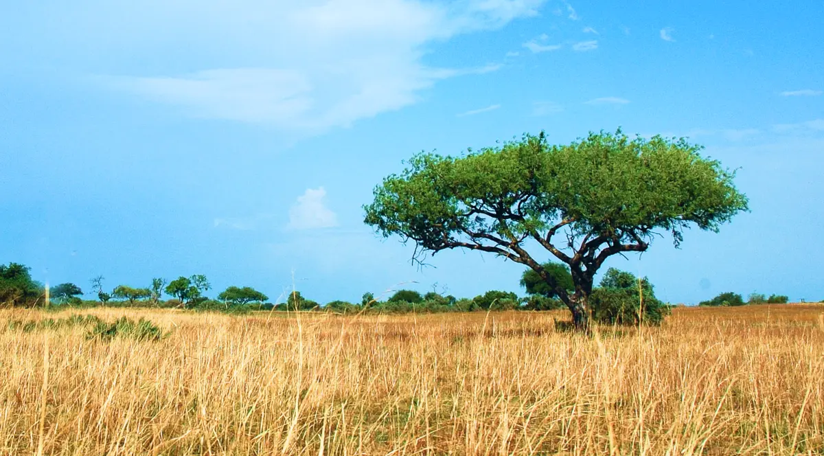 Cameroon, United Republic Of