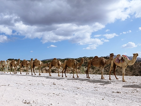 Camel trains