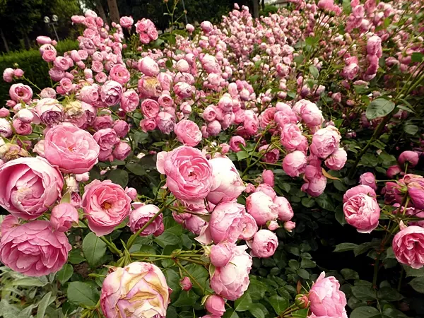 Rose Garden