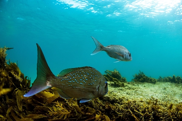 Palolo Deep Marine Reserve