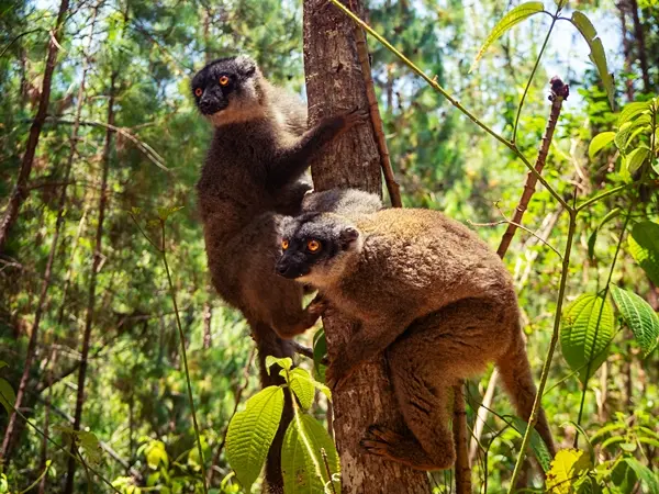 Lemur Park