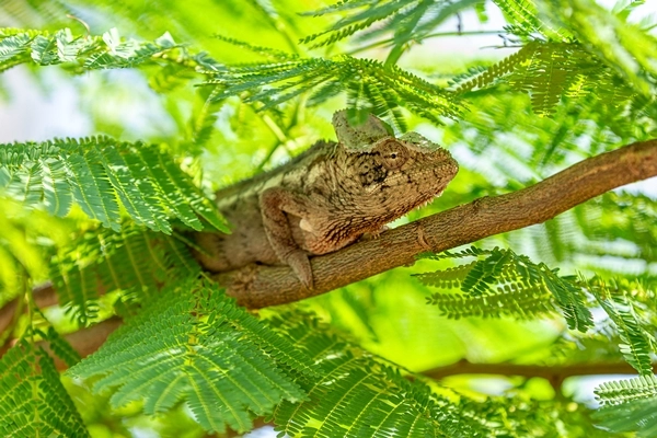 Andasibe-Mantadia National Park